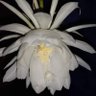 Фото профиля Anette