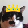 🎀Moumousse & Gros-Doudou 🦐🐾👑✨🍋⛄️🍺🦜🧼🐯🖤🧡 的头像