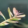 serow:消費税減税・国債発行推奨 profil fotoğrafı