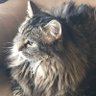 WildcatLady64 profil fotoğrafı