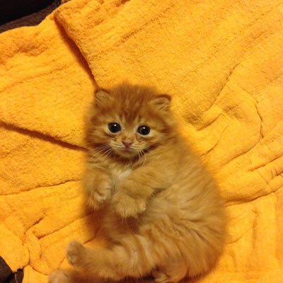 NPO法人くすのき(猫ハウスTemple Cat)'s profile picture