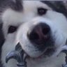 Billy Husky profil fotoğrafı