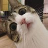 Nubigzy356's profile picture