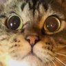 Profilbild von ãŸãŒã/äžå
·åã§ãã€ãŒãã§ããŸããã¹ããŒã¹ãå
¥ããªããã