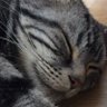 金くま 的头像