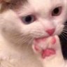 Itz_Snowy's profile picture