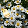 Profilbild von ゆうこりん🌼