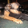 Фото профиля SCOPDOG7