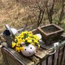 新海浜のコウロギ's profile picture