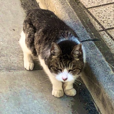 nukopy's profile picture