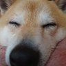 ぽん太 profil fotoğrafı