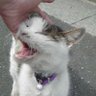 黒猫み～☆'s profile picture