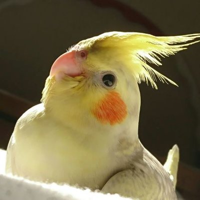 kururiruparu's profile picture