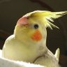 Profilbild von ãããããã«âªã¿ãã