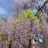 Фото профиля こにたん