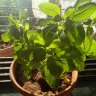 Фото профиля Dev D