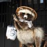 たぬぽん's profile picture
