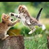 猫好きのバカ profil fotoğrafı