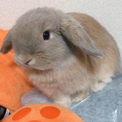 kouda_masayuki's profile picture