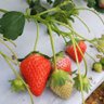 🍓🍀ぺー🍀🍓 的头像