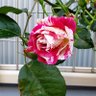 Фото профиля ベリーズンクリーム