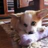 Corgimom 的头像