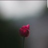 غفرانك profil fotoğrafı