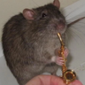 Profilbild von Ruff Artist