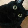 Bandisci il male's profile picture