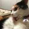 あーろ's profile picture