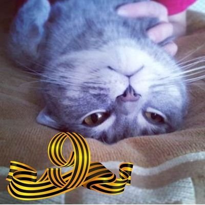 fogman12's profile picture