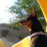 DesertRatAz's profile picture