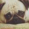 Profilbild von Aries
