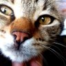 gul2018's profile picture
