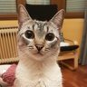 Profilbild von Jarenito