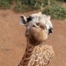 Paty Maionese 🦒's profile picture