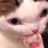 Feral Fetus 的头像