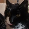 Monsieur Hon Hon's profile picture