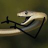 Slippery Tube Dude 的头像
