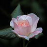 xxx ROSE xxx's profile picture