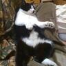 大猫開発研究所's profile picture