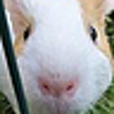 Political Animal's profile picture
