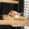 ぴぃちゃんママ 的头像