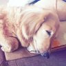 Profilbild von vivi ʚ💜ɞ 🦄 👻🐶メート