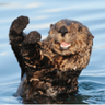 Otterbob profil fotoğrafı