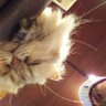 あおお。's profile picture