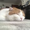 sora profil fotoğrafı