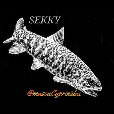 masouCyprinidae's profile picture