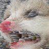gomi's profile picture