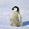 penguen_lover ็ๅคดๅ